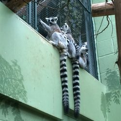 Bristol Zoo - Lemurs!
