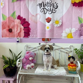Cupid Doggie Spa - Max is ready for Mother's Day :) - Pet Groomers Near Me - La Habra, California Cupid Doggie Spa - Max is ready for Mother's Day :) - Pet Groomers Near Me - La Habra, California