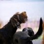Photo of Smart Dog Daycare