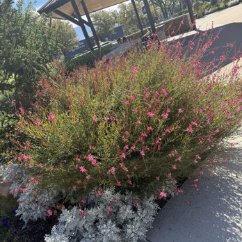Franco’s Churro House - Beautiful patio - Desserts Near Me - West Jordan, Utah Franco’s Churro House - Beautiful patio - Desserts Near Me - West Jordan, Utah