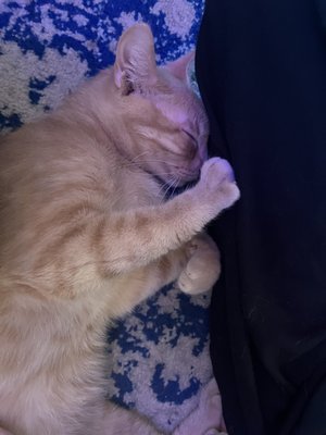 Mac Tabby Cat Cafe - Concord by null