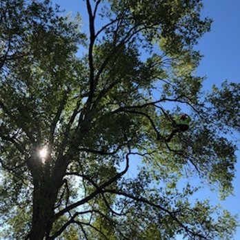Bear Mountain Arborist - Tree Services Near Me