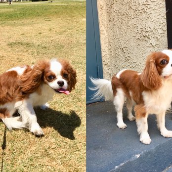 PetSmart - Before & after - Pet Training Near Me - Pasadena, California