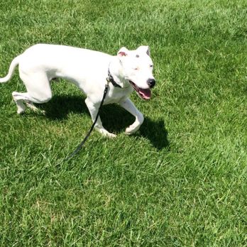Indianapolis Animal Care Services - Animal Shelters Near Me - Indianapolis, Indiana