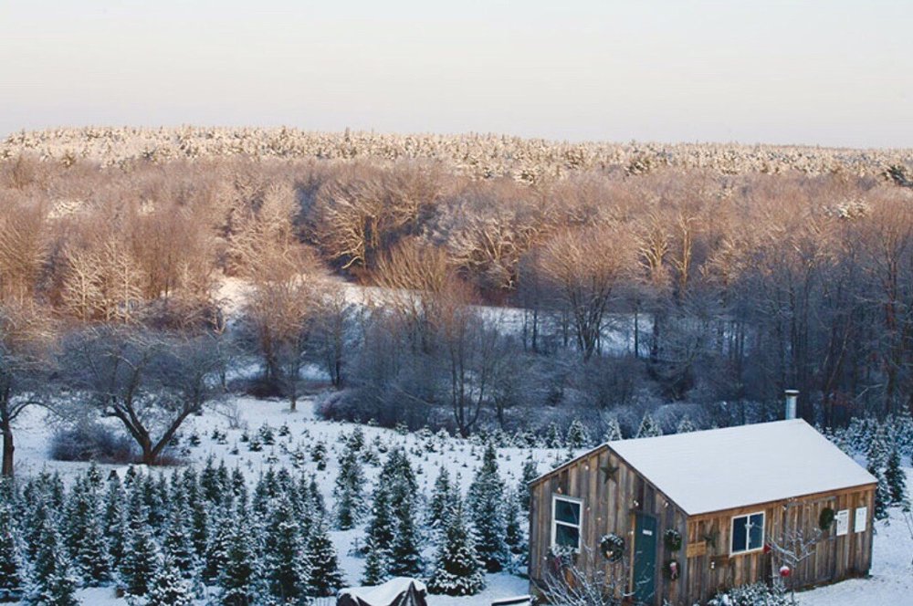 RIVERWIND TREE FARM Updated August 2024 2415 Main St, Lancaster