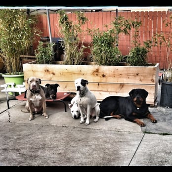 Heart and Soul K9 - Pet Sitting Near Me - Hawthorne, California Heart and Soul K9 - Pet Sitting Near Me - Hawthorne, California