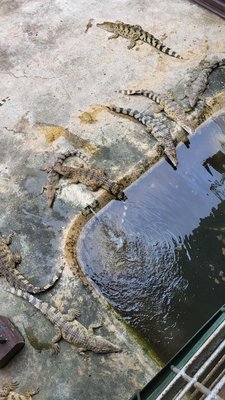 Palawan Wildlife Rescue and Conservation Center (Crocodile Farm) by null