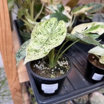 Seattle Plant Daddy - Nurseries & Gardening Near Me - Seattle, Washington Seattle Plant Daddy - Nurseries & Gardening Near Me - Seattle, Washington