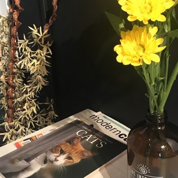 Mac Tabby Cat Cafe - Themed Cafes Near Me - Charlotte, North Carolina