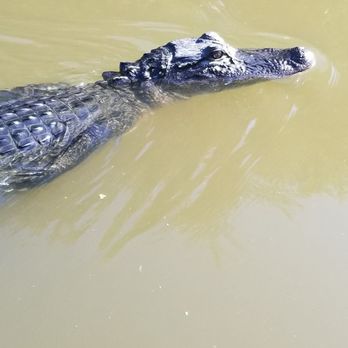 Eco Tours New Orleans - Boat Tours Near Me - Jean Lafitte, Louisiana Eco Tours New Orleans - Boat Tours Near Me - Jean Lafitte, Louisiana