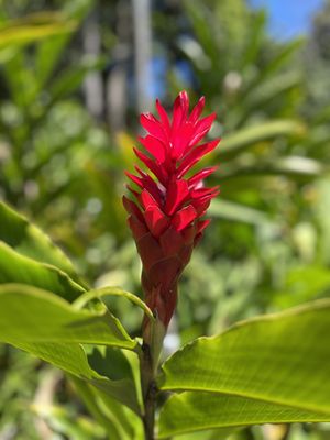 Waimea Valley by null