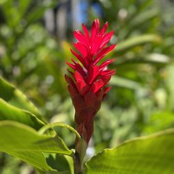 Waimea Valley - Torch Ginger