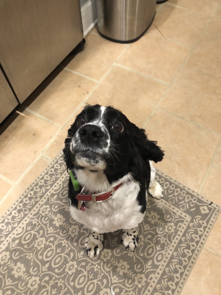 BLOOMINGTAILS PET SALON 23 Photos & 20 Reviews 2710 Apalachee Pkwy