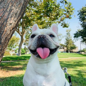 Adventure Tails Pets - Pet Sitting Near Me Adventure Tails Pets - Pet Sitting Near Me