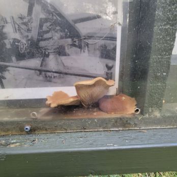 Fort Flagler State Park - Spotted some mushrooms sprouting up behind an informational sign. - Parks Near Me - Nordland, Washington