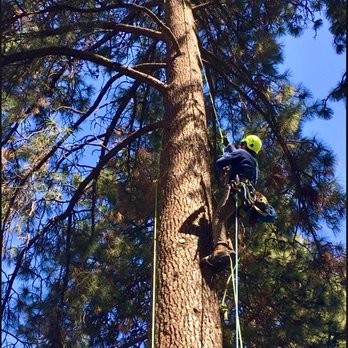 Yellowknife Wireless - One of our certified Tree Climbers ascending a tree. - Internet Service Providers Near Me - Bend, Oregon Yellowknife Wireless - One of our certified Tree Climbers ascending a tree. - Internet Service Providers Near Me - Bend, Oregon
