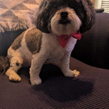 Keep It Cute Grooming - Pet Groomers Near Me
