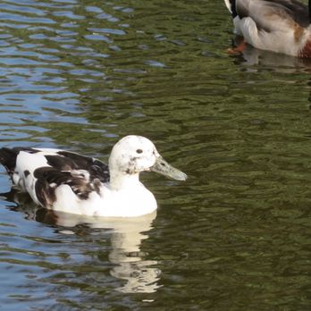 St Stephen's Green - Duck - Parks Near Me - Dublin, D