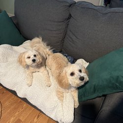 Tina's Dog Grooming - Jace and Jazzy