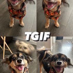 Puptown Parlor - My pup's haircut last Friday!