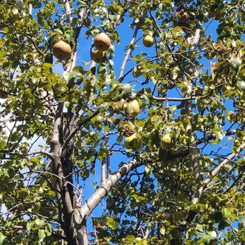 Harlem Grown Garden - One of three pear trees - Community Gardens Near Me - New York, New York Harlem Grown Garden - One of three pear trees - Community Gardens Near Me - New York, New York