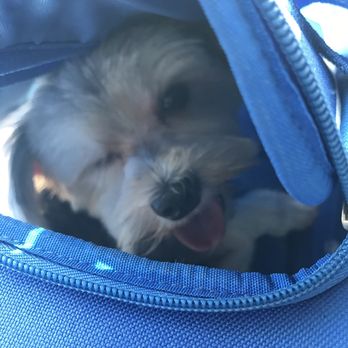 Fabulous Pets - He is super happy and gave me a wink of approval. LOL - Pet Groomers Near Me - Miramar, Florida