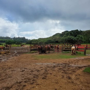 Gunstock Ranch - Horseback Riding Near Me - Laie, Hawaii Gunstock Ranch - Horseback Riding Near Me - Laie, Hawaii