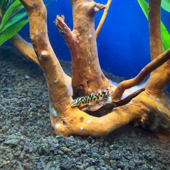 Aquastudios Aquariums - Our little YoYo Loach, highly recommend them! He took care of our ever growing snail population from the live plants lol - Aquarium Services Near Me - The Colony, Texas Aquastudios Aquariums - Our little YoYo Loach, highly recommend them! He took care of our ever growing snail population from the live plants lol - Aquarium Services Near Me - The Colony, Texas