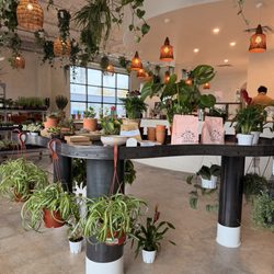 Palomino Coffee - Market and plant items