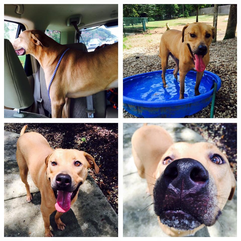 ALL HEATH PET CARE Updated July 2024 8345 Morphy Ave, Fairhope