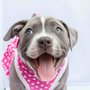 Photo of DR Doghouse Bully Crew Rescue