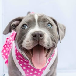 DR Doghouse Bully Crew Rescue - DR Doghouse Bully Crew Rescue
501c3 Non-Profit Dog Rescue