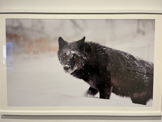 Whyte Museum of the Canadian Rockies by null