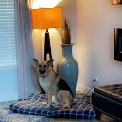Flying Broom Maids - We are pet friendly and excellent at removing pet hair! 713-357-2227