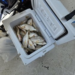 Miss Violet Head Boat & Charter Fishing - Cooler full of spots and a couple of white bass