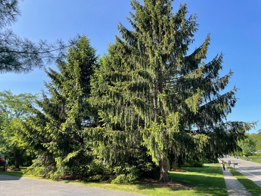 TREES “R” US Updated October 2024 5 Doremus Ln, Wayne, New Jersey