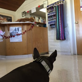 Adobe Veterinary Clinic - Xray time - Veterinarians Near Me - Yucaipa, California Adobe Veterinary Clinic - Xray time - Veterinarians Near Me - Yucaipa, California