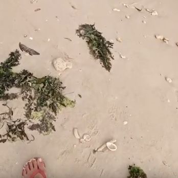 Alona Beach - Beaches Near Me - Panglao, ABR