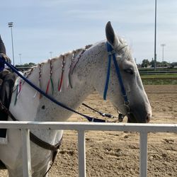 Hawthorne Race Course - Pretty pony horse