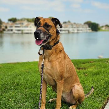 OC Pet Nurse - Dog Walkers Near Me OC Pet Nurse - Dog Walkers Near Me