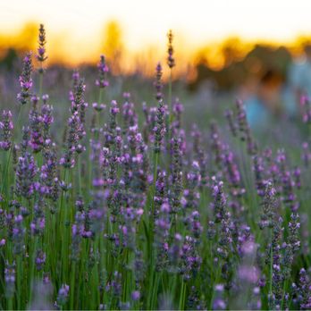 Lavender Festival - Festivals Near Me - Cherry Valley, California Lavender Festival - Festivals Near Me - Cherry Valley, California