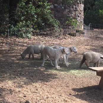 Hanzell Vineyards - Sheep and dogs. Adorable. - Wineries Near Me - Sonoma, California Hanzell Vineyards - Sheep and dogs. Adorable. - Wineries Near Me - Sonoma, California