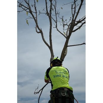 North Brisbane Trees - Tree Services Near Me