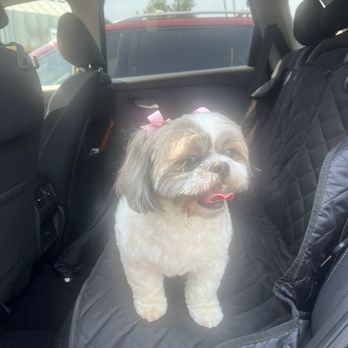 SafePet - Pet Groomers Near Me - San Bernardino, California SafePet - Pet Groomers Near Me - San Bernardino, California