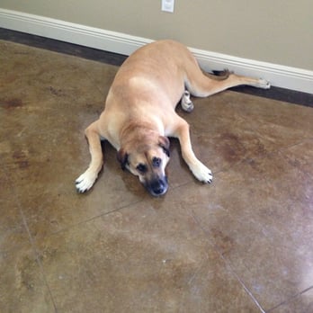 Howl N' Woof - Foxy at the end of a fun day at Howl N' Woof! She loves it! - Pet Training Near Me - Austin, Texas Howl N' Woof - Foxy at the end of a fun day at Howl N' Woof! She loves it! - Pet Training Near Me - Austin, Texas