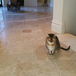 Sureshine Care and Restoration Services - My customer's cat is unsure what to do with her newly cleaned and sealed floor. I'm sure she'll warm up to it.