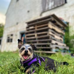 Animal Friends' Pampered Paws - Chloe in front of the barn we do lessons in