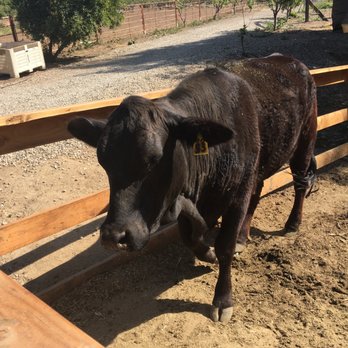Greenspot Farm - Farmers Market Near Me - Mentone, California Greenspot Farm - Farmers Market Near Me - Mentone, California