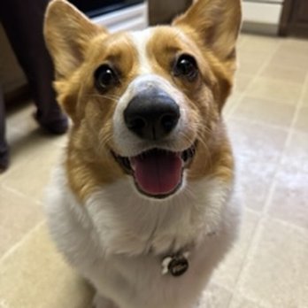 Walk N Roll - Pet Sitting Near Me Walk N Roll - Pet Sitting Near Me