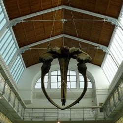 Zoologisches Museum - Innenansicht des zoologischen Museums (mit Walschädel)